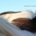 Sielun soppa: Myös aikuinen tarvitsee leikkiä